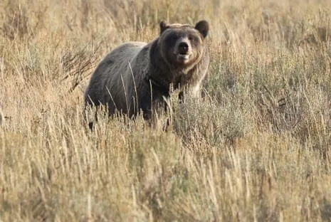 Backpacker Assaulted by Bear in Yellowstone Air Lifted to Trauma Center