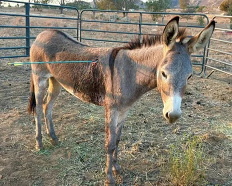 Donkey Recovering Following Latest Arrow Attack on Wild Burros in the Golden State