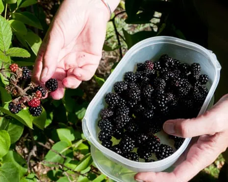 Seeking: Delicious Pastries to Utilize a Surplus of Handmade Jam