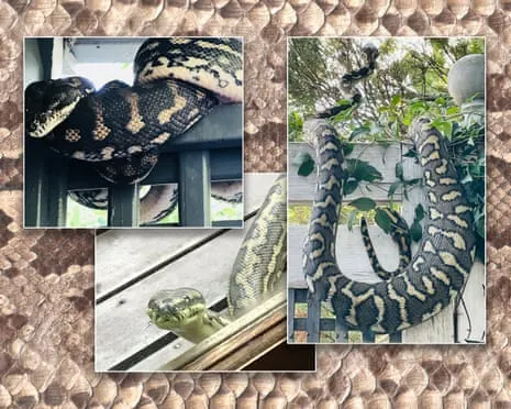 Embracing my Reptiles in the Roof: A Transformation from Fear to Fascination