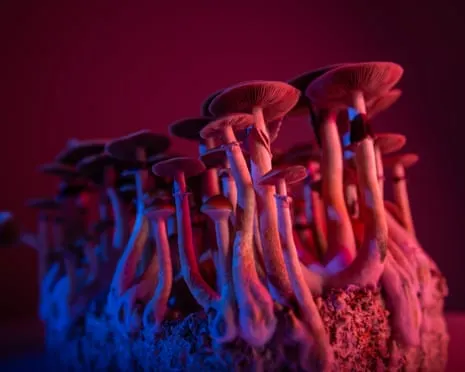 About Psychedelics by the Philosopher: A Philosophical Exploration into Psychedelics