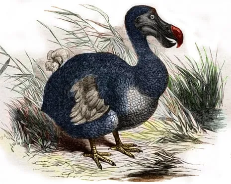 Scientists State They’ve Made a ‘Pivotal Step’ in Bringing Back the Flightless Species for the First Time in Three Centuries